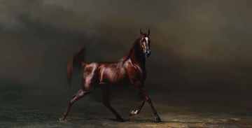 新疆古生态园,图三