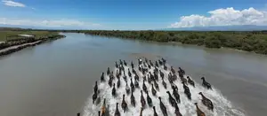 昭苏天马浴河
