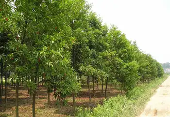 新疆伊犁小叶白腊自然保护区,图二