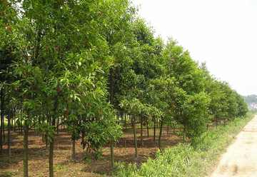 新疆伊犁小叶白腊自然保护区,图二