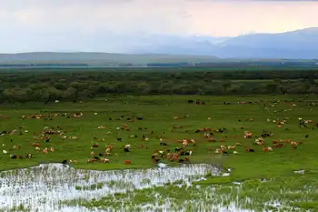 新疆伊犁昭苏草原,图三