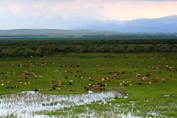 新疆伊犁昭苏草原,图三