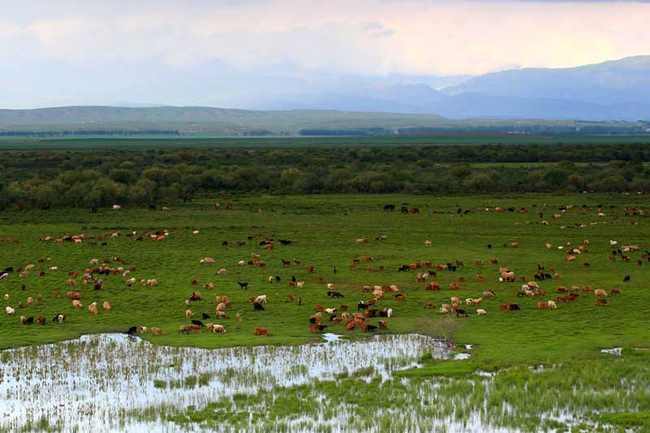 新疆伊犁昭苏草原,图三