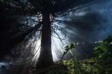 新疆伊犁科桑溶洞国家森林公园,图二