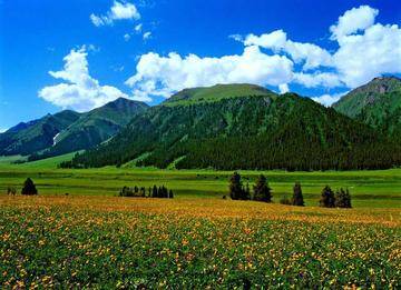新疆伊犁唐布拉草原,图二