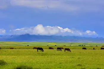 新疆伊犁昭苏草原,图一