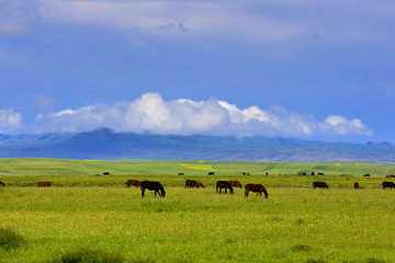 新疆伊犁昭苏草原,图一