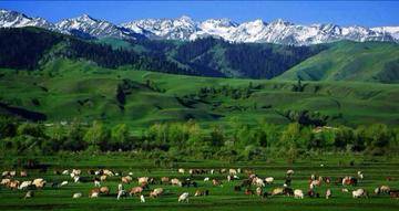 新疆伊犁那拉提草原,图二