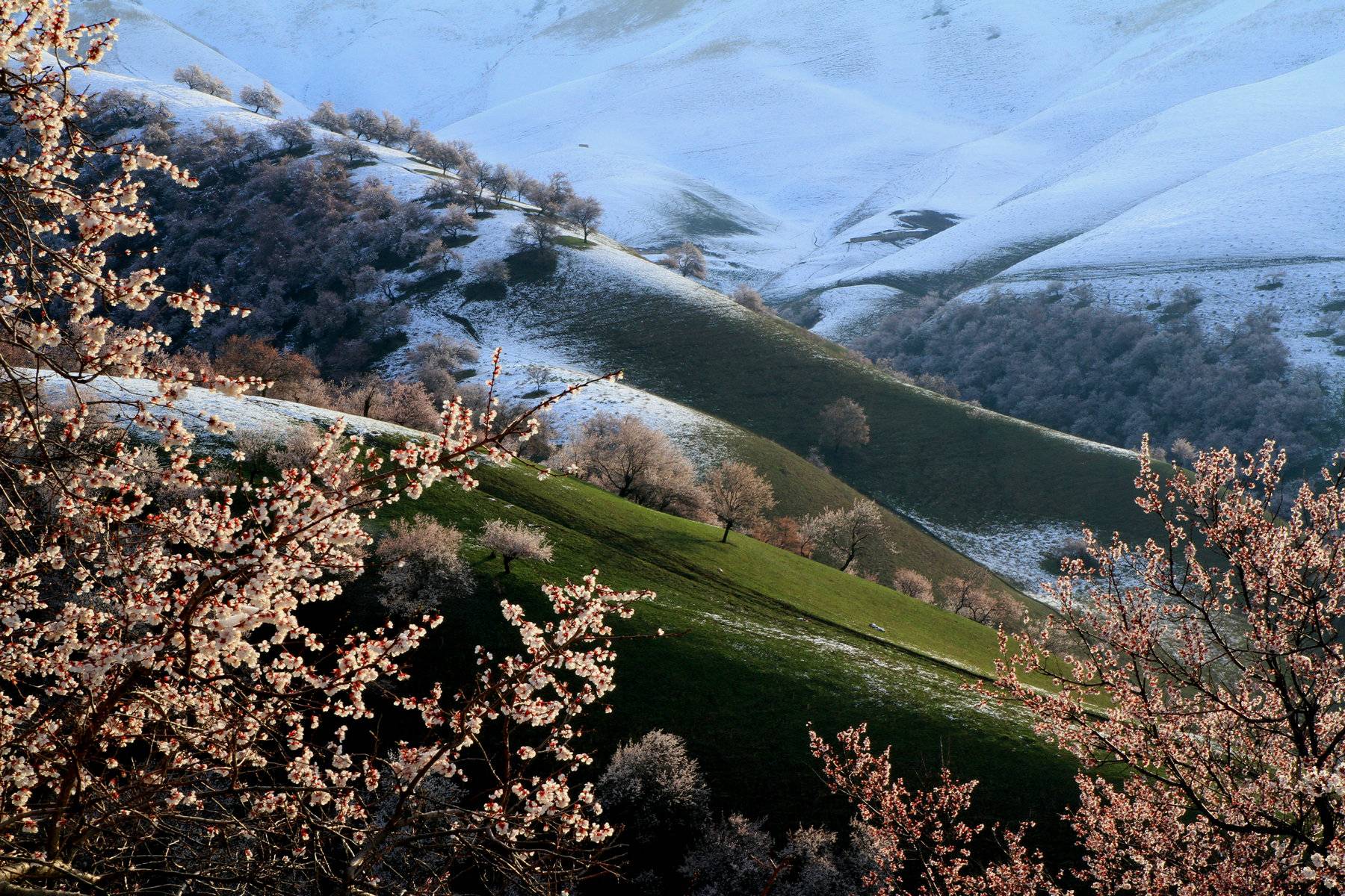 伊犁吐尔根杏花沟