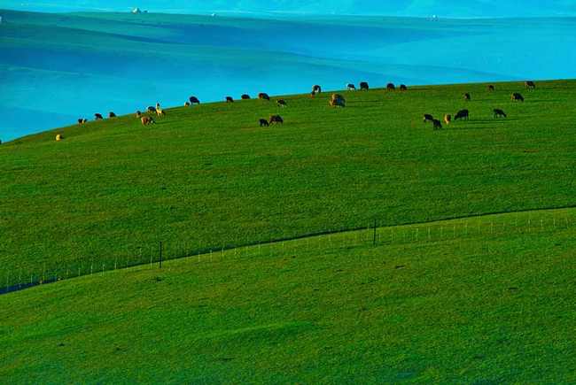 新疆伊犁昭苏草原,图二