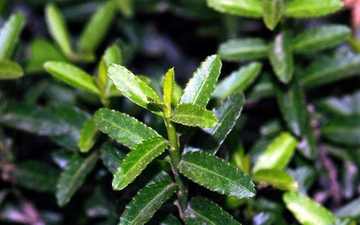 新疆伊犁小叶白腊自然保护区,图三