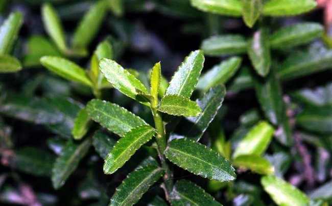 新疆伊犁小叶白腊自然保护区,图三