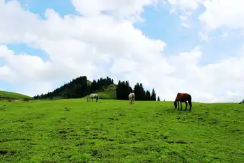 新疆伊犁唐布拉草原,图三