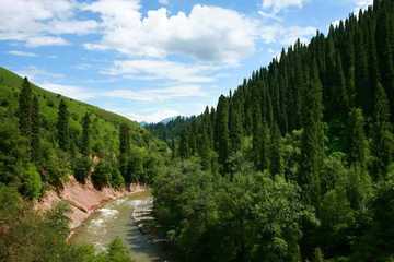 新疆伊犁雪岭云杉自然保护区,图三