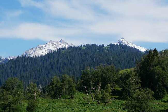 新疆伊犁雪岭云杉自然保护区,图二
