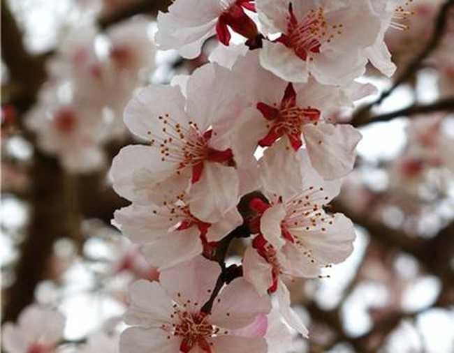 乘高铁 吐鲁番看杏花,图二