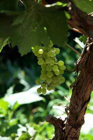 (北疆之五)吐鲁番的葡萄还没有熟,图九