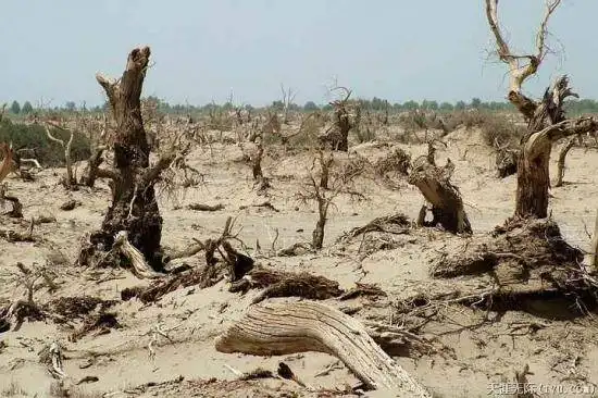 穿越塔克拉玛干（中）