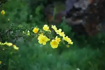 (北疆之七)天池,图十一