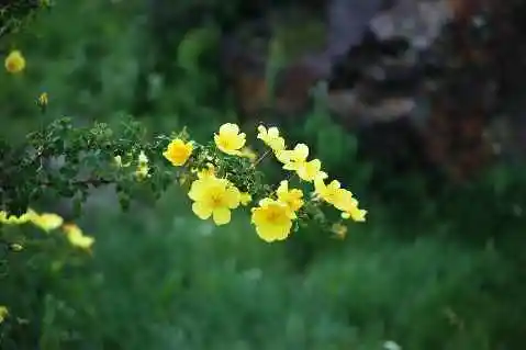 (北疆之七)天池