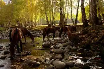 美丽的禾木镇－中国北方的“香格里拉”（多图）,图六