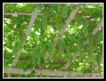 吐鲁番—葡萄沟、苏公塔,图一