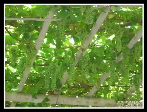 吐鲁番—葡萄沟、苏公塔