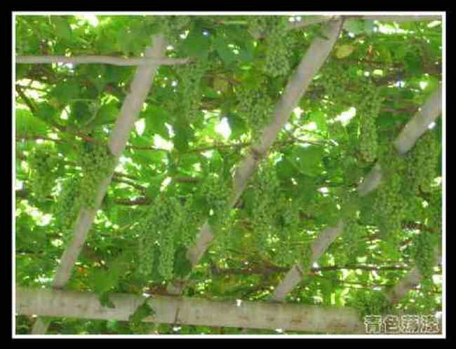 吐鲁番—葡萄沟、苏公塔,图一