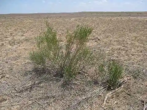 新疆行:绵延的荒凉