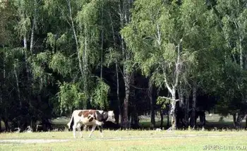 禾木一个童话世界（北疆纪行）,图十一