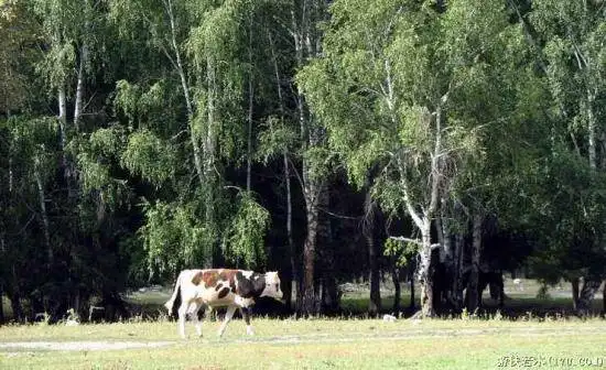 禾木一个童话世界（北疆纪行）