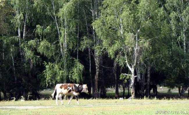 禾木一个童话世界（北疆纪行）,图十一