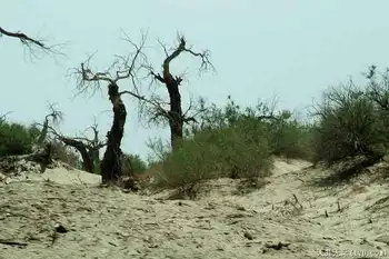 穿越塔克拉玛干（中）,图六