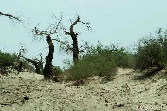 穿越塔克拉玛干（中）