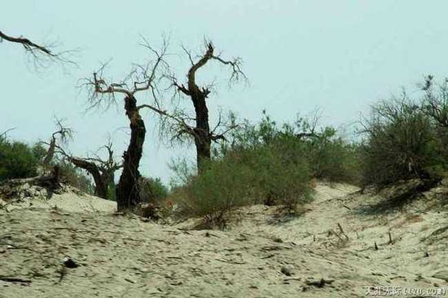 穿越塔克拉瑪干(中),圖六