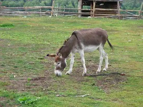 北疆行(4)-在禾木看日落