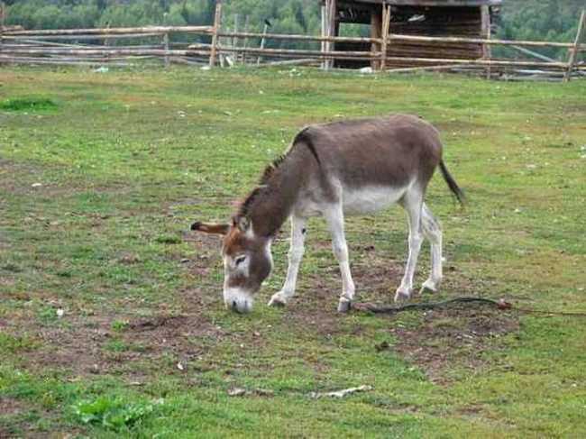 北疆行(4)-在禾木看日落,图十九