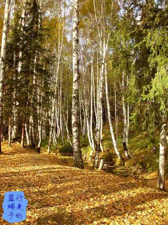 新疆圆舞曲3,图二十