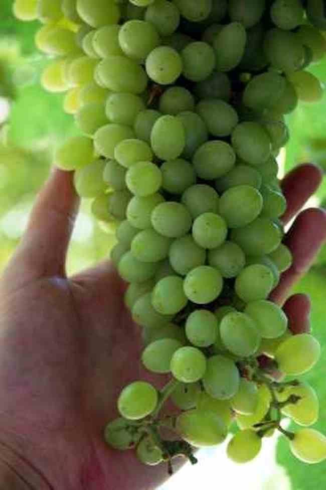 (北疆之五)吐鲁番的葡萄还没有熟,图十一