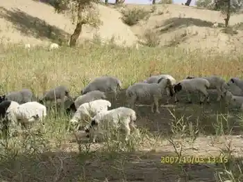 心旷神怡的罗布人村寨,图四