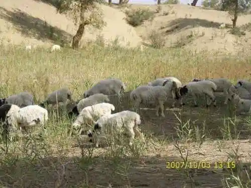 心旷神怡的罗布人村寨