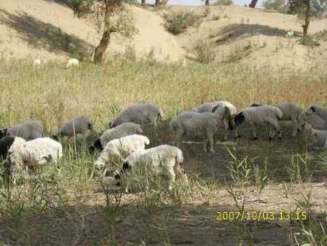 心旷神怡的罗布人村寨,图四