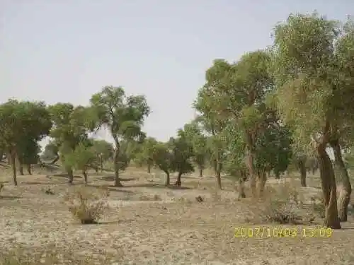 心旷神怡的罗布人村寨