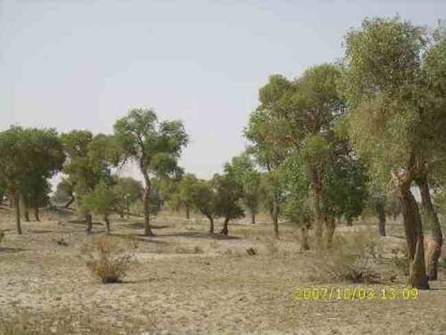 心旷神怡的罗布人村寨,图一