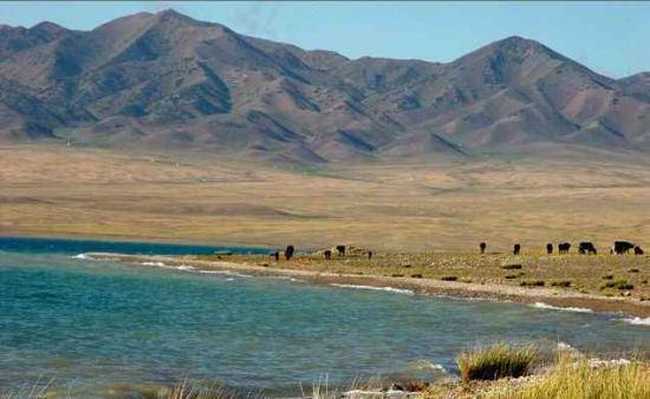 新疆乌伦古湖　风幽幽吹，天鹅翩翩舞,图一