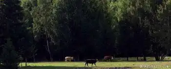 禾木一个童话世界（北疆纪行）,图十