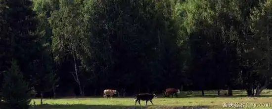 禾木一个童话世界（北疆纪行）