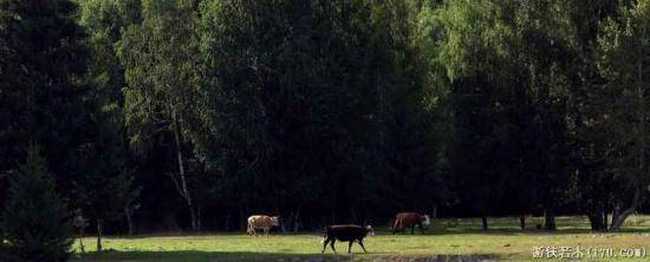 禾木一个童话世界（北疆纪行）,图十