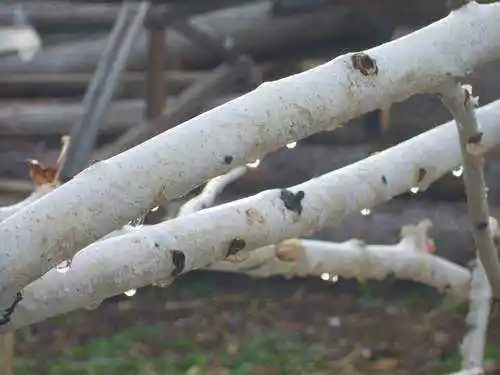 喀纳斯东线马帮探奇游(二)