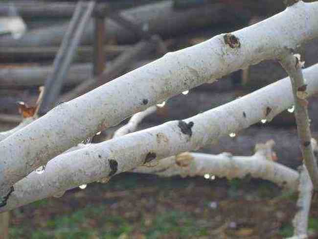 喀纳斯东线马帮探奇游(二),图二